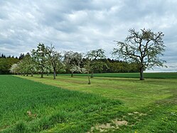 Obstgarten