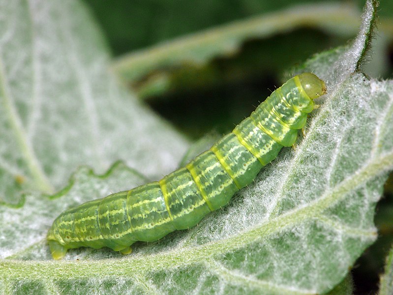 File:70.106 BF1799 Winter Moth, Operophtera brumata, larva (4146566077).jpg