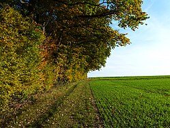 Edge of the woods (Upper Swabia)