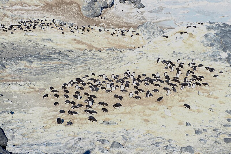 File:A Rookery of Adélie Penguins Seen by Secretary Kerry in Cape Royds, Antarctica (30798302892).jpg