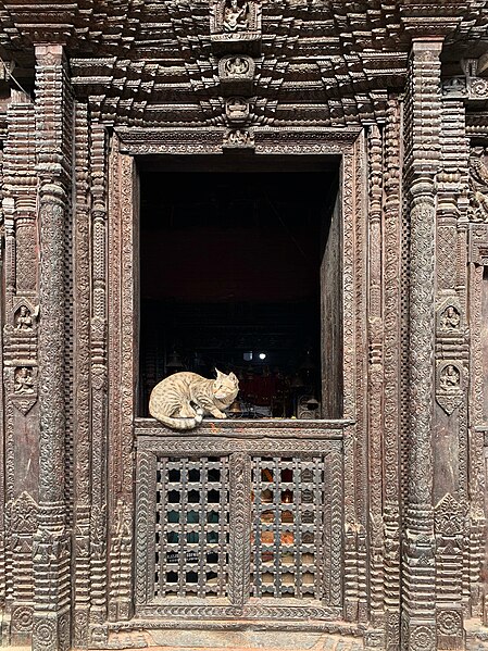 File:A cat at Kumbeshwar Temple, Patan (January 2023) - IMG 02.jpg
