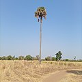 A_coconut_tree_at_Cheshagu_in_the_Tolon_District