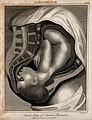 A cross-section of a pregnant woman's body in the final stag Wellcome V0014946EL.jpg