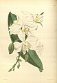 Phalaenopsis amabilis plate 114 in: James Bateman: A Second Century of Orchidaceous Plants London (1867)