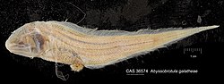 Thumbnail for Abyssobrotula galatheae