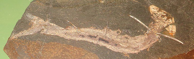 File:Acanthodes sp fossil.jpg