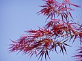 UnA. palmatum rojo de Grupo de Disectum