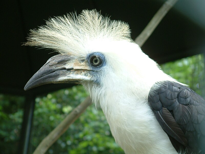 Aceros comatus -bird park -Malaysia.jpg