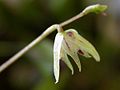 Acianthera muscosa