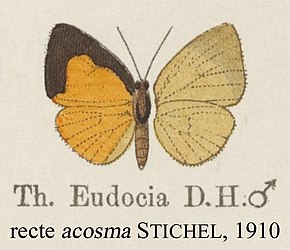 Descrição do Acosma como imagem eudocia inStaudinger1888.jpg.