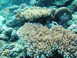 Acropora granulosa