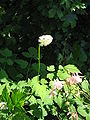 Actaea pachypoda