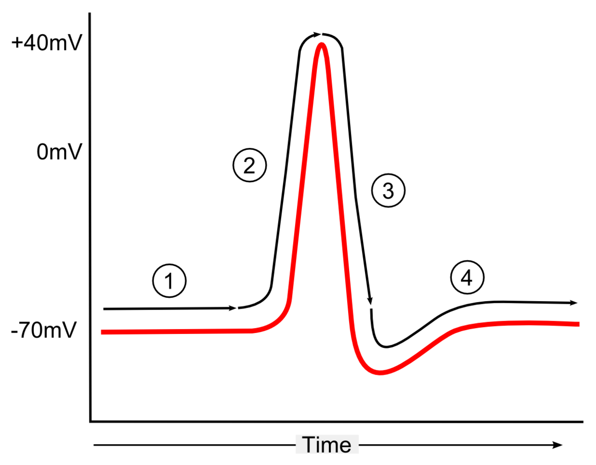 Large potential. Потенциал действия. Реполяризация потенциал действия. Потенциал покоя. Потенциал действия рисунок.