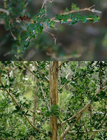 Adenocarpus telonensis