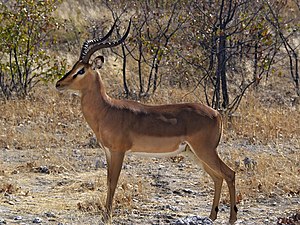 Hornträger: Merkmale, Verbreitung, Lebensweise