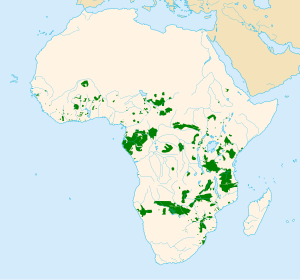 Savanne-Olifant: Identifikasie, Habitat en verspreiding, Dieet