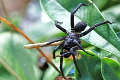 Aganippe sp. Western Australia.jpg