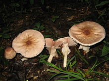 Agaricus плациті