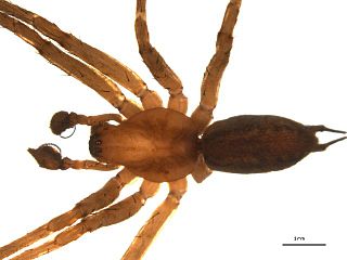 <i>Agelenopsis utahana</i> Species of spider