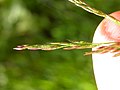 Miniatura per Agrostis stolonifera