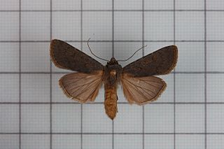 <i>Agrotis taiwana</i> Species of moth