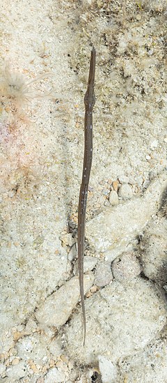 Aguja mula (Syngnathus typhle), Xwejni Bay, Gozo, Malta, 2021-08-23, DD 44.jpg