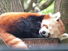 Panda roux dormant