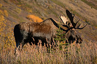 Alaska moose.jpg