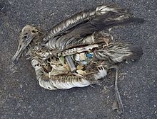 Cadavre d'albatros dont l'estomac contient divers objets en plastique