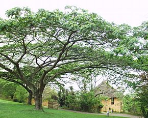 Opis Republiki Południowej Afryki 12102003 Albizia adiantifolia.JPG.