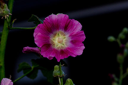 Blüte einer Stockrose mit hervorgehobenem Stern *