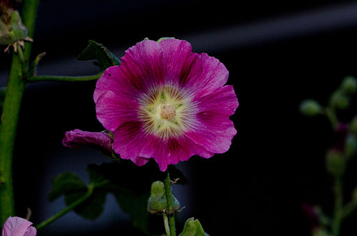 Alcea rosea star