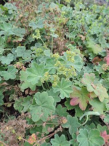 Alchemilla hirsuticaulis kz01.jpg