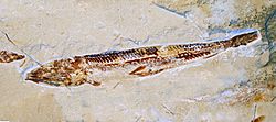 Alepisauriformes - Prionolepis cataphractus.JPG