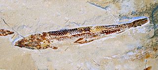 <i>Prionolepis</i> Extinct genus of fishes