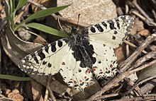 Allancastria cerisyi - Eastern Festoon, Adana 2018-03-10 02-3.jpg