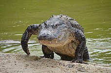 American alligator (Alligator mississippiensis)