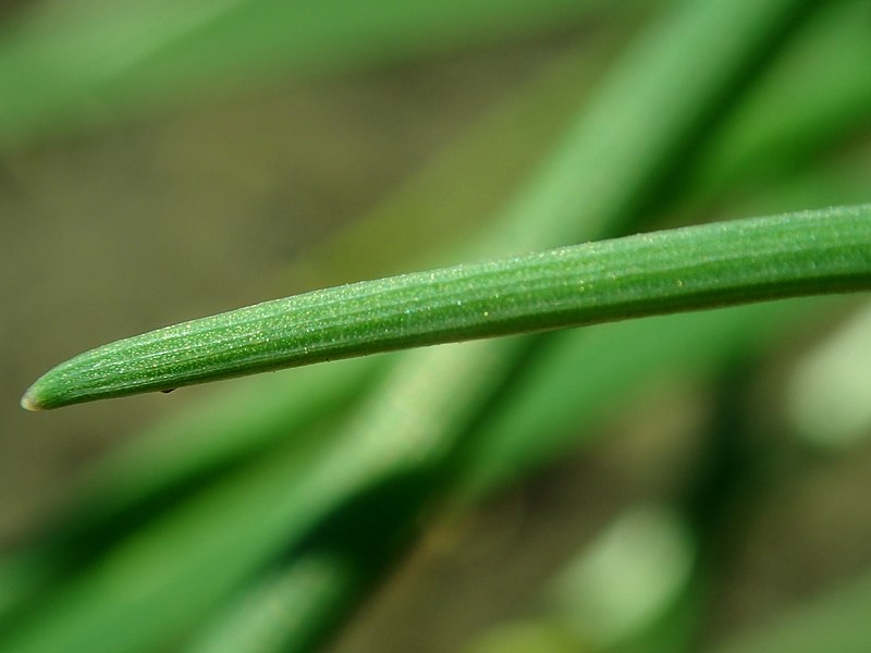 File:Allium schoenoprasum 2019-04-21 1812.jpg