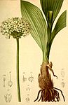 Allium victoriale Atlas Alpenflora.jpg