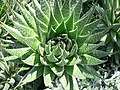 Lace Aloe, indigenous to South Africa. Photographed by Mark Pellegrini. GNU Free Documentation license.