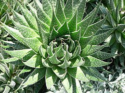 Aloe aristata