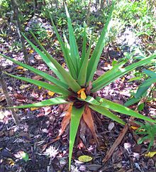 Aloe tormentorii - Ile aux aigrettes - 2.jpg