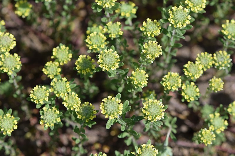 File:Alyssum alyssoides kz11.jpg