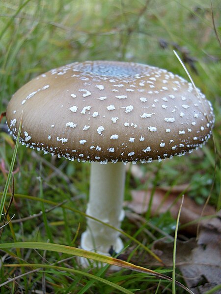 File:Amanita pantherina (1468298504).jpg