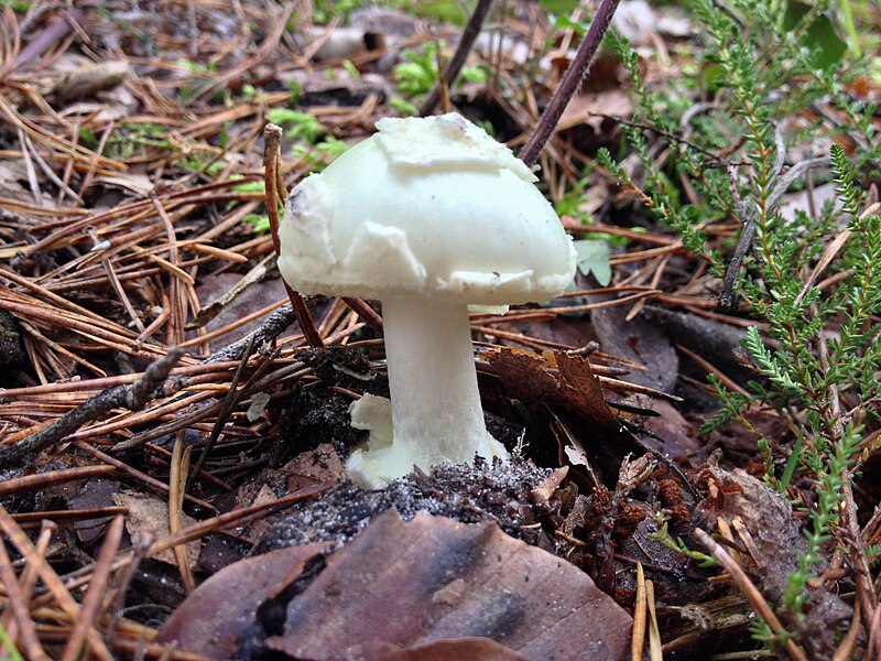 File:Amanita sp. 5361.jpg