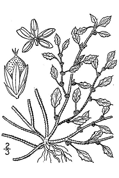 File:Amaranthus crispus BB-1913.jpg
