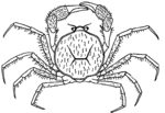 Thumbnail for Hymenosomatidae