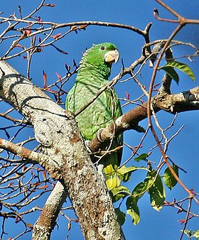 Papagaio-dos-garbes (A. kawalli), Rio Cristalino, Mato Grosso, Brasil