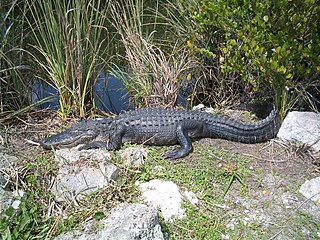 Parque Nacional Everglades