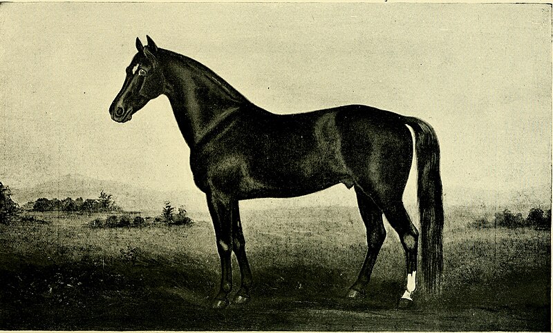 File:American stallion register - including all stallions prominent in the breeding of the American roadster, trotter and pacer, from the earliest records to 1902. And this includes nearly all imported (18158106542).jpg